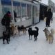 Стаи собак гуляют по Новочебоксарску