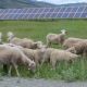 На территории солнечной электростанции на Алтае организован выпас горных овец