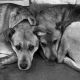 В помощь бездомным животным бездомные животные Акция Благотворительный фонд защиты животных “Умка” 