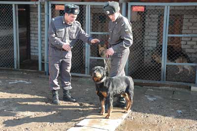 Тира неразлучна с Олегом Петровым (слева) и Евгением Родионовым. Фото Валерия Бакланова. 