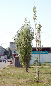 тополя, тополя... Фото Валерия Бакланова.