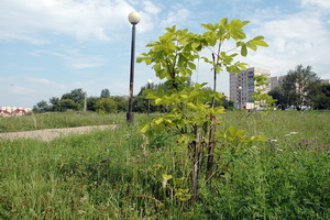 Каштаны на переходе через Ельниковский овраг можно заметить, только если подойти к ним вплотную. Фото Валерия Бакланова.