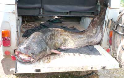 Трофей Бориса Данилова. Фото из архива Б.Данилова.