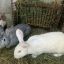 Кроликов и зайцев в народе называют “косыми”, потому что у них глаза расположены по бокам, чтобы они могли видеть, что творится сзади, не поворачивая головы. Фото автора