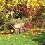 В садах расцвет золотой осени. И своей яркостью она может поспорить с летом. Фото ogorod.ru