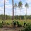 Лесопатологический мониторинг на землях лесного фонда в Чувашии 