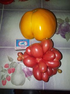 Татьяна Черевко из Казани, которая читает нашу газету в интернете, прислала фото двух помидоров.Соберем урожай вместе Чудо-овощ 