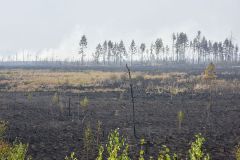 Площадь лесного пожара в Марий Эл увеличилась до 891,5 га