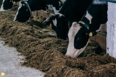 КоровыГосподдержку самозанятым ЛПХ на осеменение коров скорректировали в Чувашии Меры господдержки 