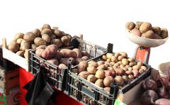 Эх, картошечка! Фото Марии СМИРНОВОЙФермерский  картофель   с доставкой на дом ярмарка сельхозпродукции 