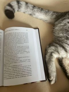Хорошая книга и пушистый котик — секрет счастливого выходного дня Ланы Прусаковой.Искусство наслаждаться настоящим Счастье рядом 