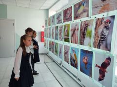 В октябре благодаря выставке работ фотолюбителя Станислава Гориховского ученики и педагоги школы № 12 смогли познакомиться с некоторыми видами птиц, обитающими в Чувашии.На страже природы Чувашии Книжный клуб 
