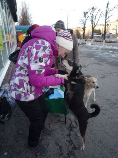На выставке-раздаче бездомных животных в Новочебоксарске: они нашли друг друга!У каждого должен быть дом УшиЛапыХвост 