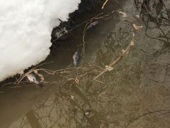 В Чувашии специалисты выясняют причины гибели рыбы в реке Кукшум