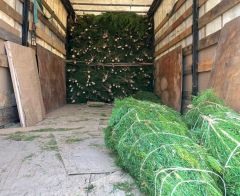  Из Чувашской Республики впервые отгружены рождественские деревья Россельхознадзор 
