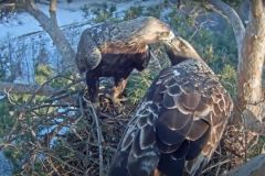 ОрлыОрнитологи Чувашии запустили онлайн-трансляцию на гнезде солнечных орлов День птиц 