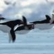 Летающие пингвины и нашествие ос: как шутят журналисты шутки 1 апреля СМИ 