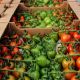 На 27 мая в теплицах Чувашии собрали 13,2 тыс. тонн овощей теплицы 