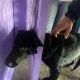 Спасатели в Чебоксарах пришли на помощь застрявшей собаке спасение 