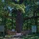 Поддержите древний чувашский дуб в национальном конкурсе «Российское дерево года 2020»