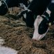 Господдержку самозанятым ЛПХ на осеменение коров скорректировали в Чувашии Меры господдержки 