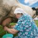 Сокращение поголовья коров в ЛПХ Чувашии в 2020 году составило менее 1%