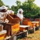В Чувашии планируют перевести в самозанятые около 50% пчеловодов пчеловод 