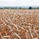 Валовой сбор зерна в Чувашии достиг 1 миллиона тонн