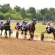 Новочебоксарск примет соревнования по конному спорту