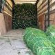 Из Чувашской Республики впервые отгружены рождественские деревья