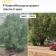 В Новочебоксарске дерево спасли от шин