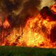 В Чувашии полыхают лесные пожары