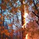 Два лесных пожара потушили в Чувашии 23 сентября