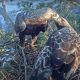 Орнитологи Чувашии запустили онлайн-трансляцию на гнезде солнечных орлов День птиц 